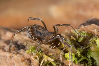 Media type: image; Invertebrate Zoology 138093